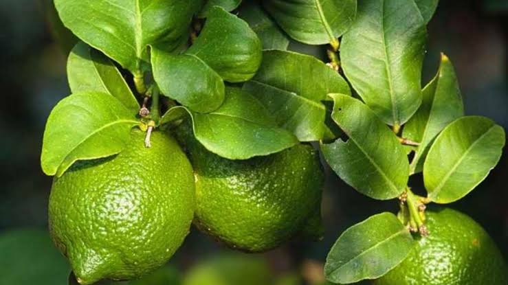 LIMÓN