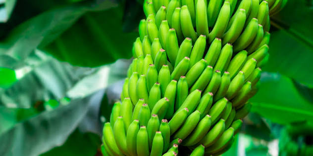 PLÁTANO